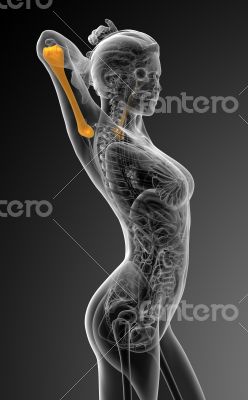 3d render medical illustration of the humerus bone