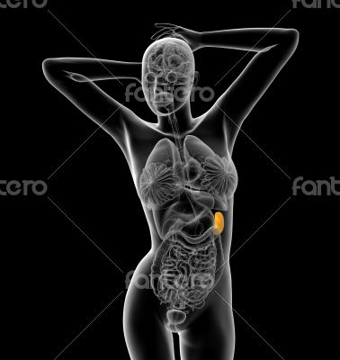 3d render medical illustration of the spleen 