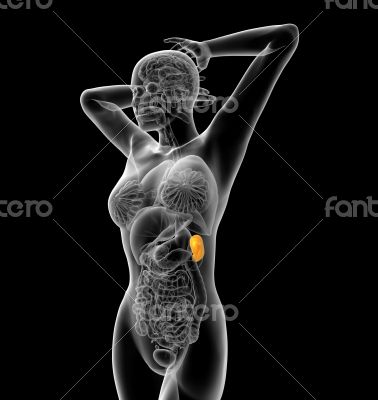 3d render medical illustration of the spleen 