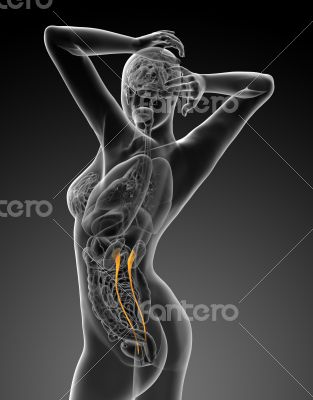 3d render medical illustration of the ureter