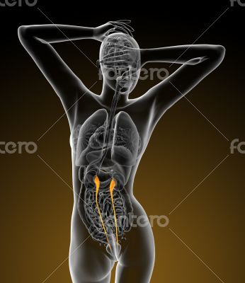 3d render medical illustration of the ureter