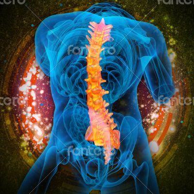 3d render medical illustration of the human spine