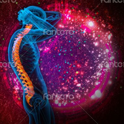 3d render medical illustration of the human spine