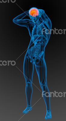 3d render medical illustration of the human brain