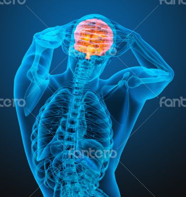 3d render medical illustration of the human brain