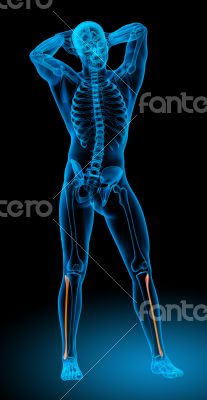 3d render medical illustration of the tibia 
