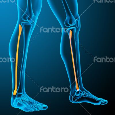 3d render medical illustration of the tibia 