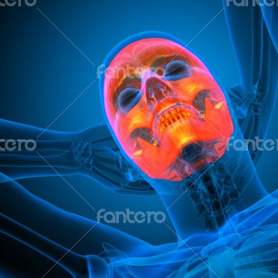 3d render medical illustration of the human skull 