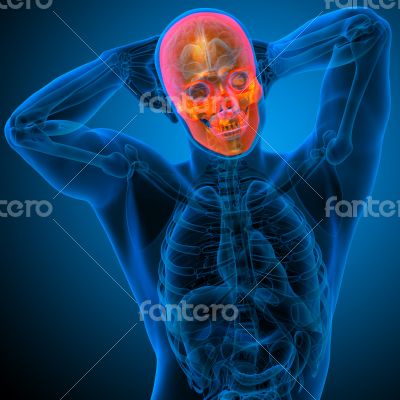 3d render medical illustration of the human skull 