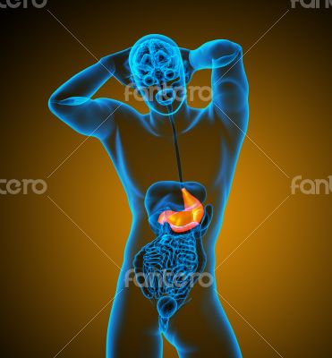 3d render medical illustration of the stomach