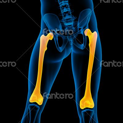 3d render medical illustration of the femur bone