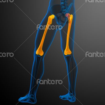 3d render medical illustration of the femur bone 3d render medical illustration of the femur bone