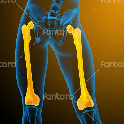 3d render medical illustration of the femur bone