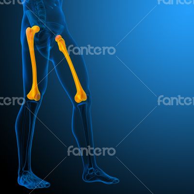 3d render medical illustration of the femur bone 3d render medical illustration of the femur bone