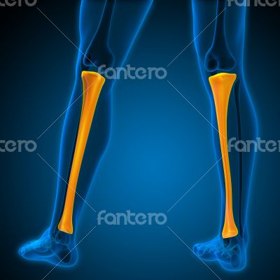 3d render medical illustration of the tibia 