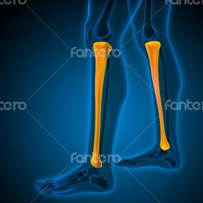 3d render medical illustration of the tibia 