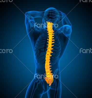 3d render medical illustration of the human spine 