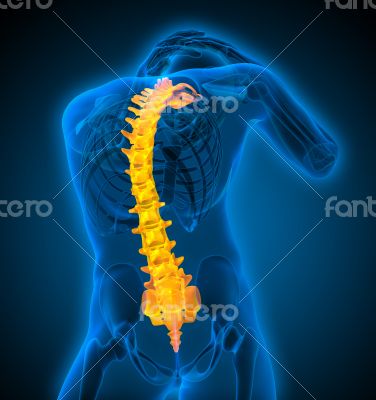 3d render medical illustration of the human spine 