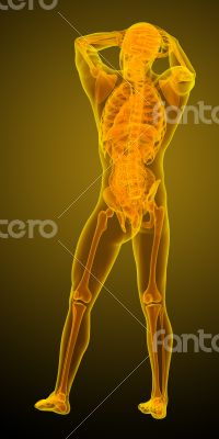 human anatomy human anatomy