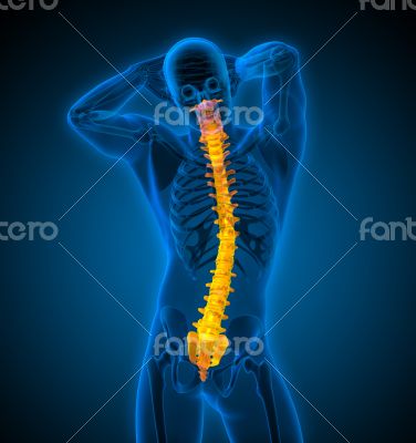 3d render medical illustration of the human spine 