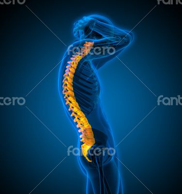 3d render medical illustration of the human spine 