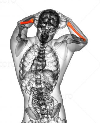 3d render medical illustration of the radius bone