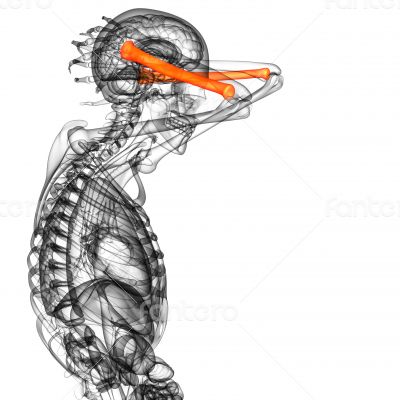 3d render medical illustration of the radius bone