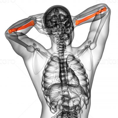 3d render medical illustration of the radius bone 3d render medical illustration of the radius bone