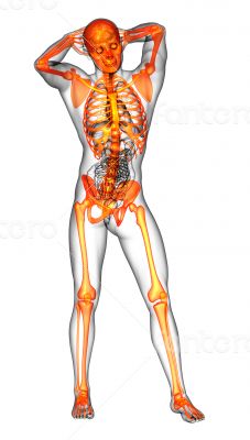 human skeleton human skeleton