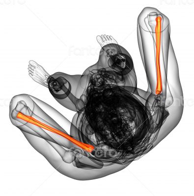 3d render medical illustration of the radius bone