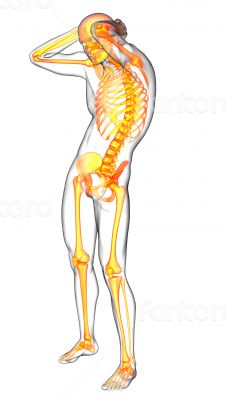 human skeleton human skeleton