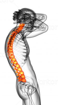 3d render medical illustration of the human spine 