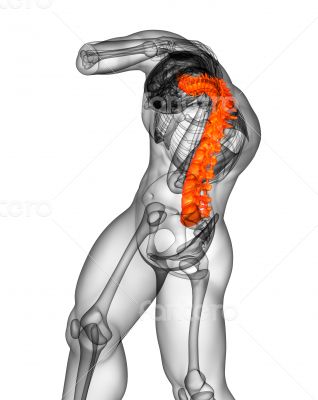 3d render medical illustration of the human spine 