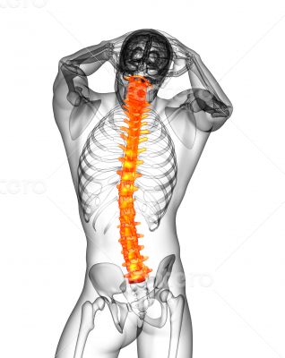 3d render medical illustration of the human spine 