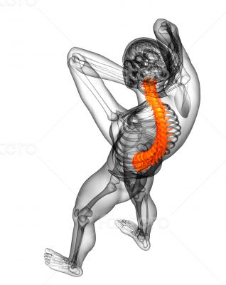 3d render medical illustration of the human spine 