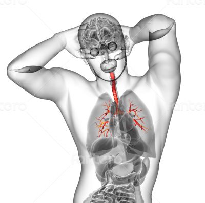 3d render medical illustration of the brounchi 