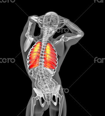 3d render illustration of the human lung