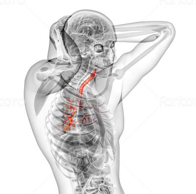 3d render medical illustration of the brounchi 