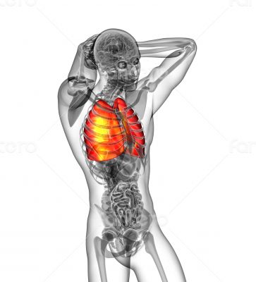 3d render illustration of the human lung