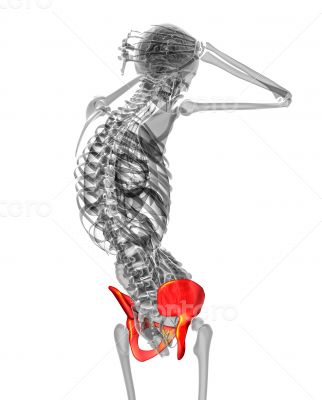 3d render medical illustration of the pelvis bone