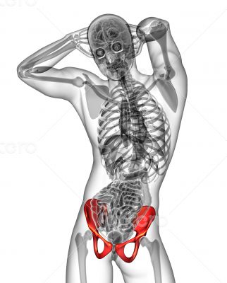 3d render medical illustration of the pelvis bone