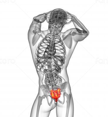 3d render medical illustration of the sacrum bone