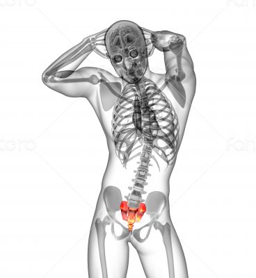 3d render medical illustration of the sacrum bone