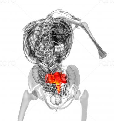3d render medical illustration of the sacrum bone