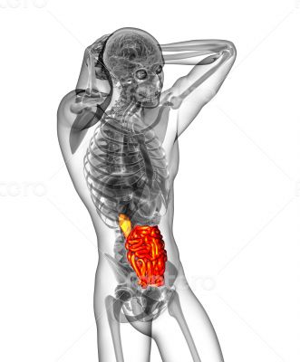 small intestine small intestine