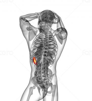 3d render medical illustration of the spleen
