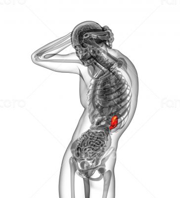 3d render medical illustration of the spleen