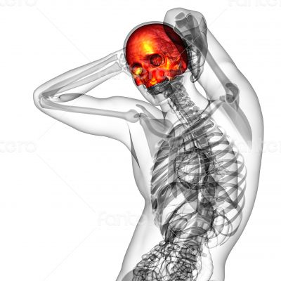 3d render medical illustration of the upper skull 