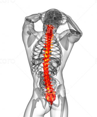 3d render medical illustration of the human spine 