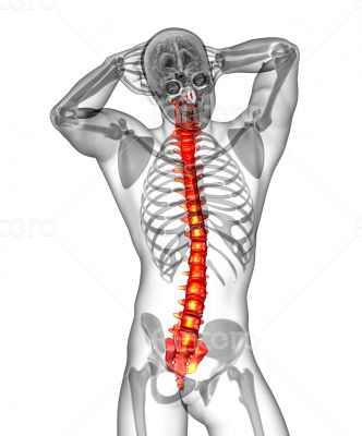 3d render medical illustration of the human spine 